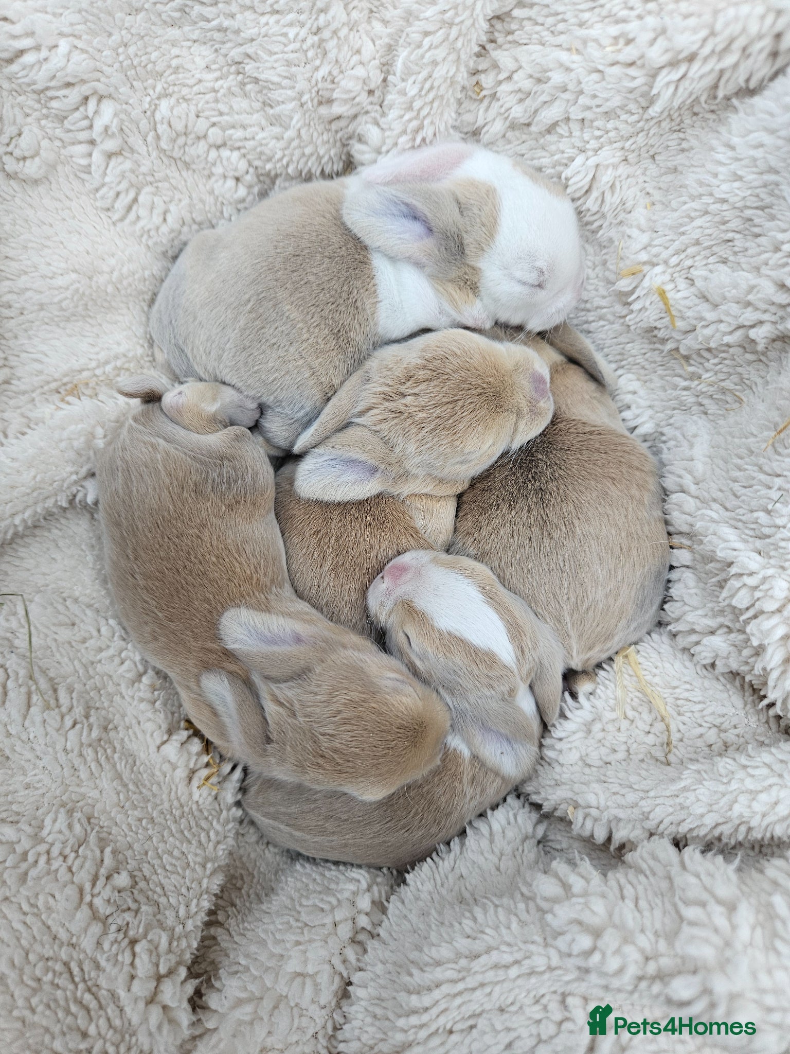 Mini Lop rabbits Mini Plush Lops - Suffolk - Advert 1