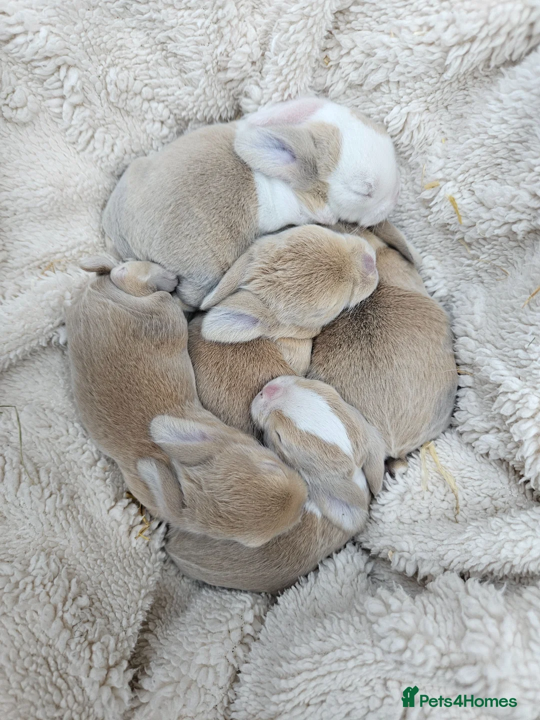 Mini Lop rabbits for sale: Mini Plush Lops - Suffolk - Advert 1