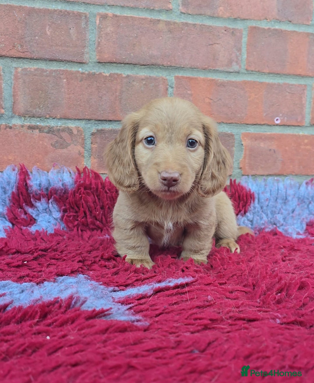 Miniature Dachshund dogs for sale: BEAUTIFUL CREAM LONG HAIR WITH ALL DNA - Advert 17