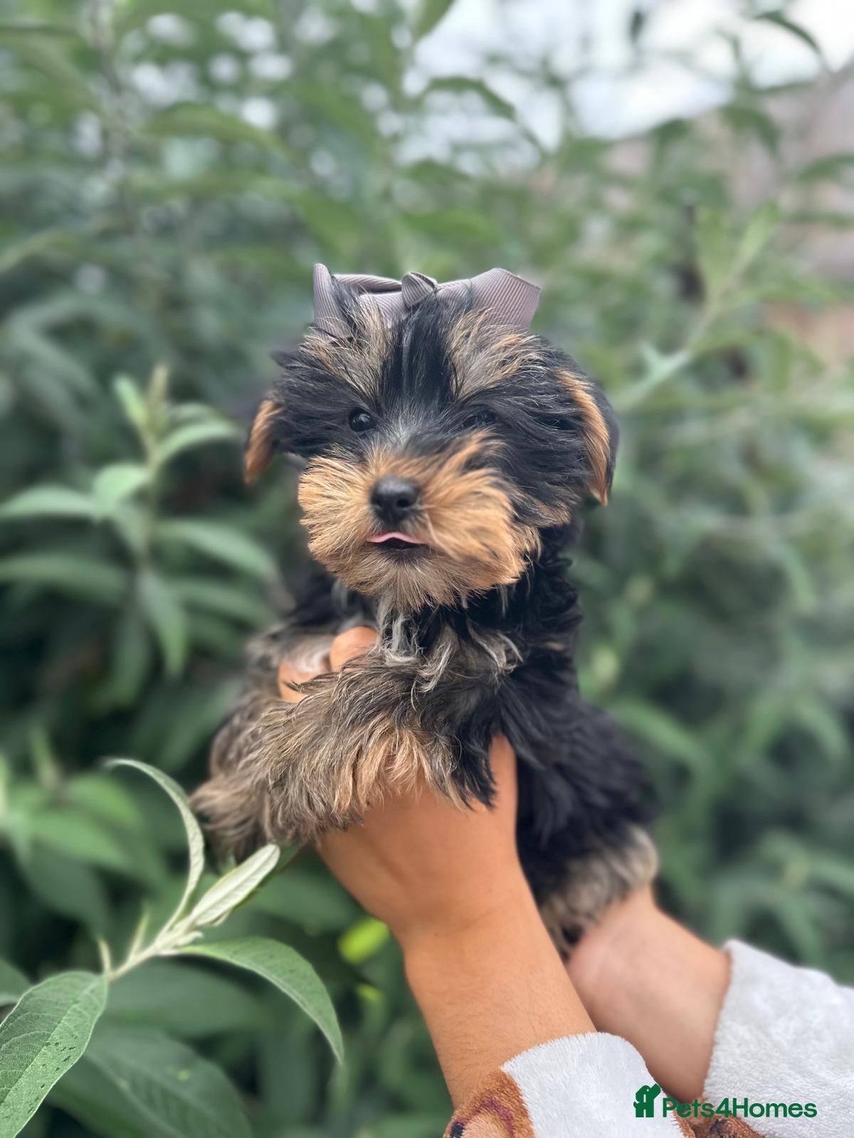 Yorkshire Terrier dogs for sale: Beautiful Yorkshire terrier puppy’s ready now - Advert 6