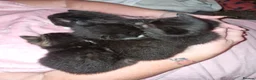Mixed Breed cats for sale: 2 kittens please read - Advert 4