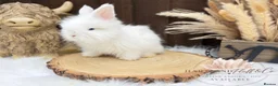 Angora rabbits for sale: PURE•PEDIGREE•ANGORAS🤍 - Advert 5