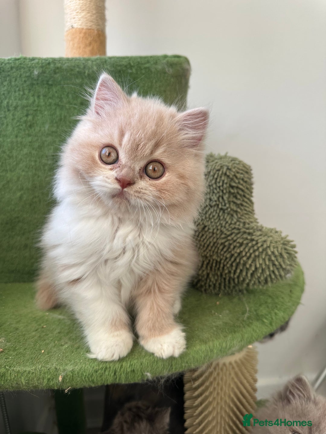 British Shorthair cats for sale:  🦁 Stunning BLH Lion Look alike READY NOW - Advert 40
