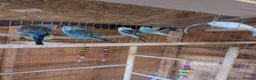 Budgerigars birds for sale: Budgies - Advert 13