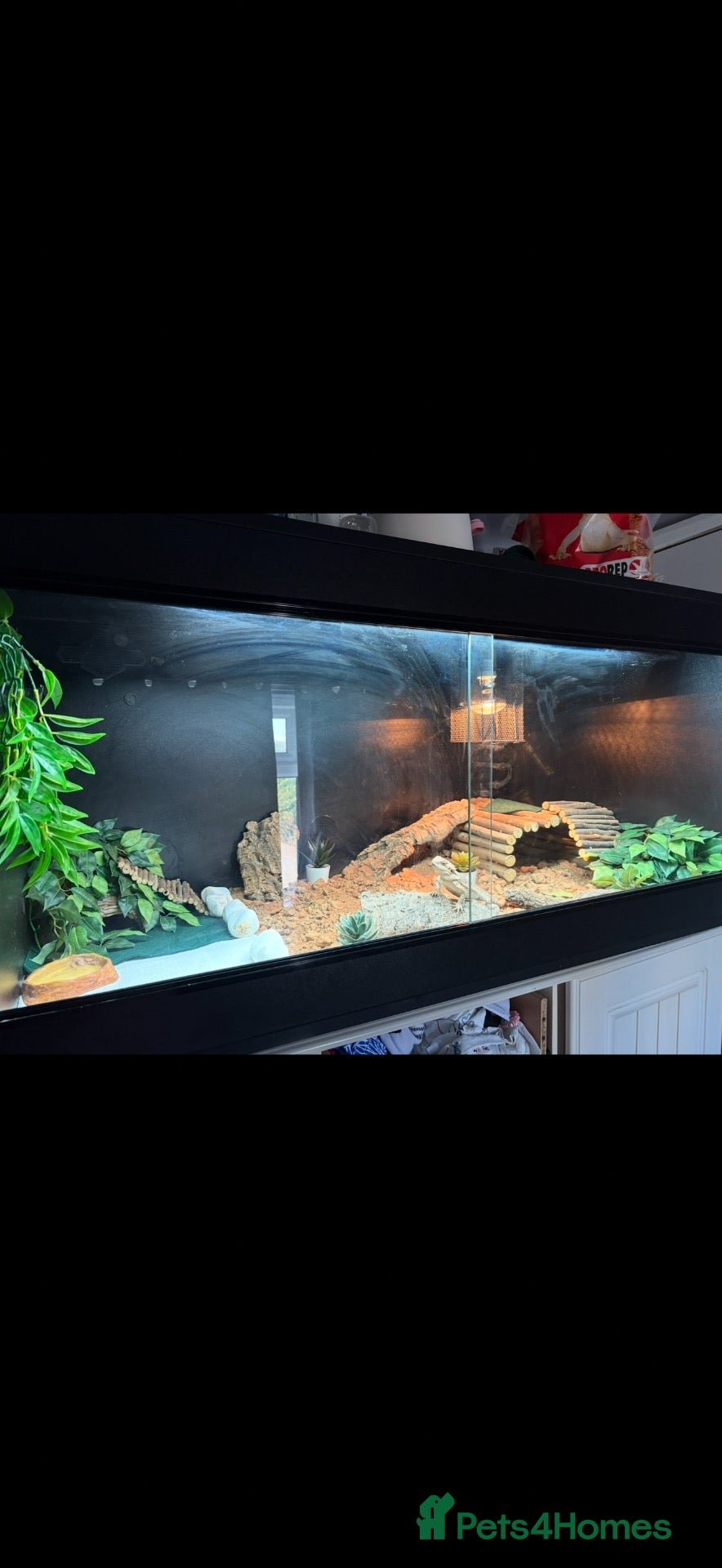 Bearded Dragon reptiles for sale: Bearded dragon  - Advert 2