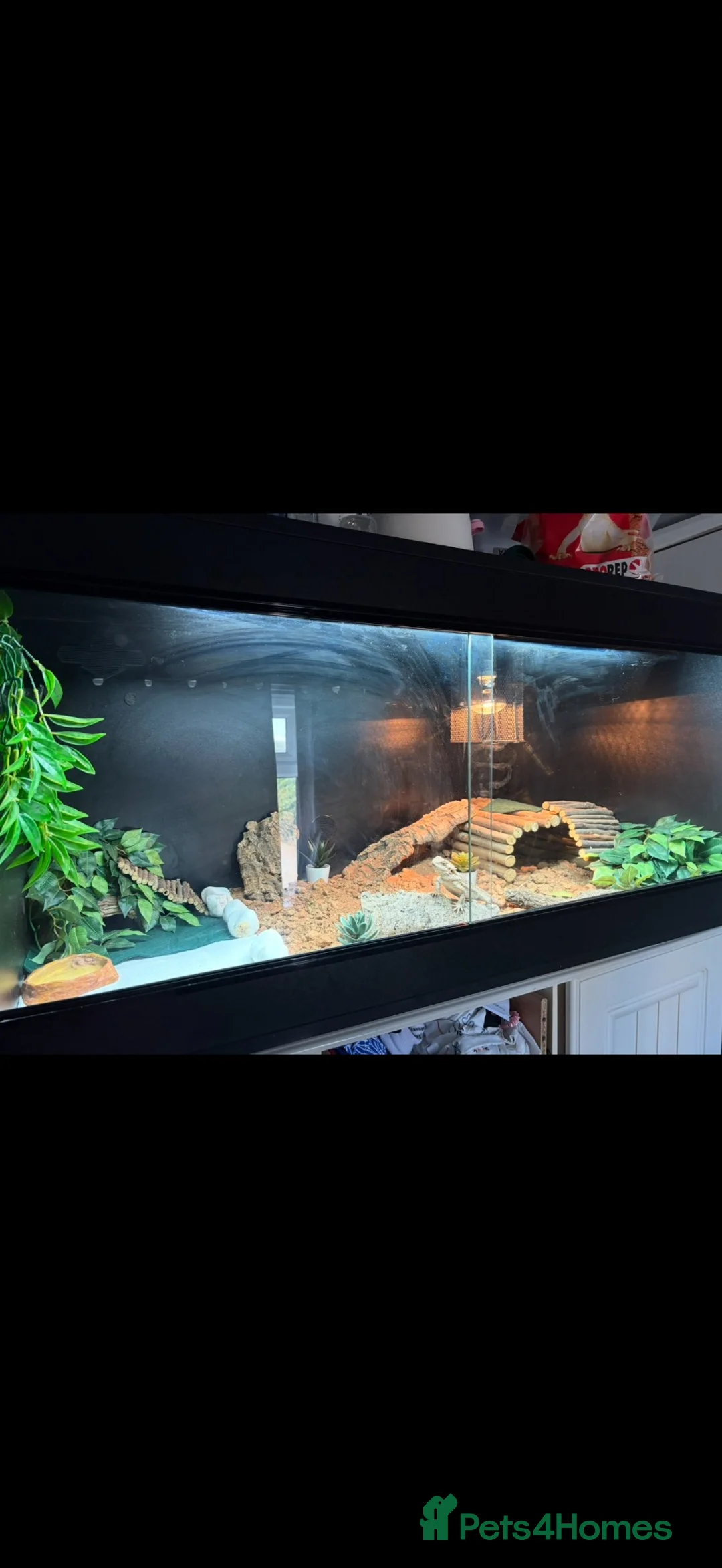 Bearded Dragon reptiles for sale: Bearded dragon  in Spalding - Advert 2