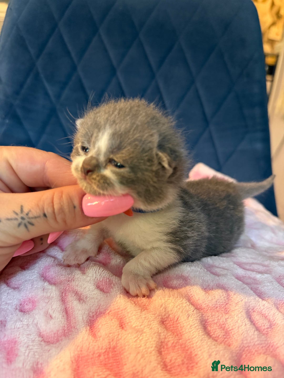 British Shorthair cats for sale: Pure British Shorthair Champion line 🥇🏆😻  - Image 19
