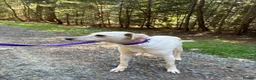 Mixed Breed dogs for adoption: Looby Lou - March Cambs  in March - Advert 9