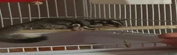 Sugar Glider rodents for sale: Sugar Glider  in Waltham Abbey - Advert 4