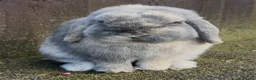 Mini Lop rabbits for sale: Blue Harli vm buck  - Advert 2