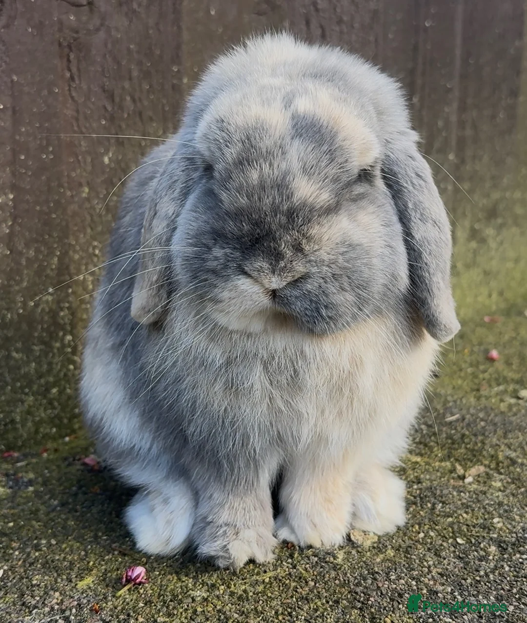 Mini Lop rabbits for sale: Blue Harli vm buck  - Advert 2
