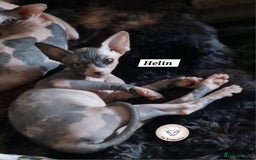 Sphynx cats for sale: ❤️ beautiful Canadian Sphynx ❤️ - Image 2