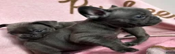 French Bulldog dogs for sale: Blue French bulldog puppies  - Advert 6