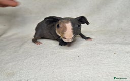 Guinea Pig rodents for sale: Skinny pig boys - Image 2