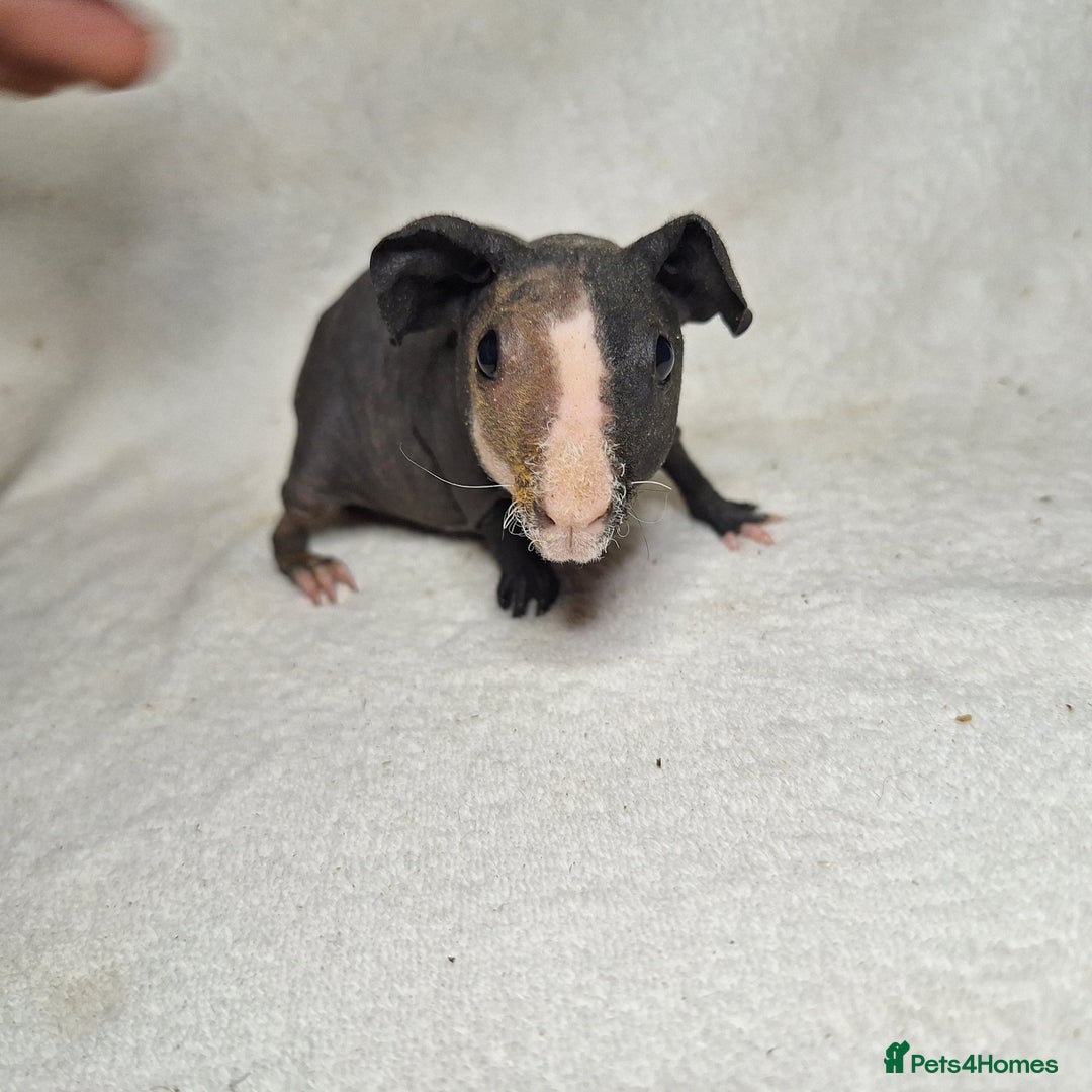 Guinea Pig rodents for sale: Skinny pig boys - Image 2