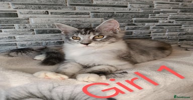 Maine Coon cats - Advert 2