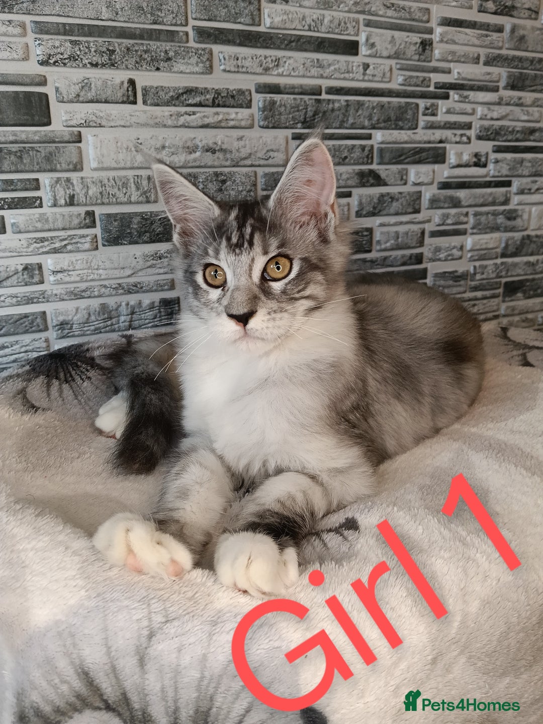 Maine Coon cats for sale: 'PuuureLove' Maine Coon kittens  - Image 3
