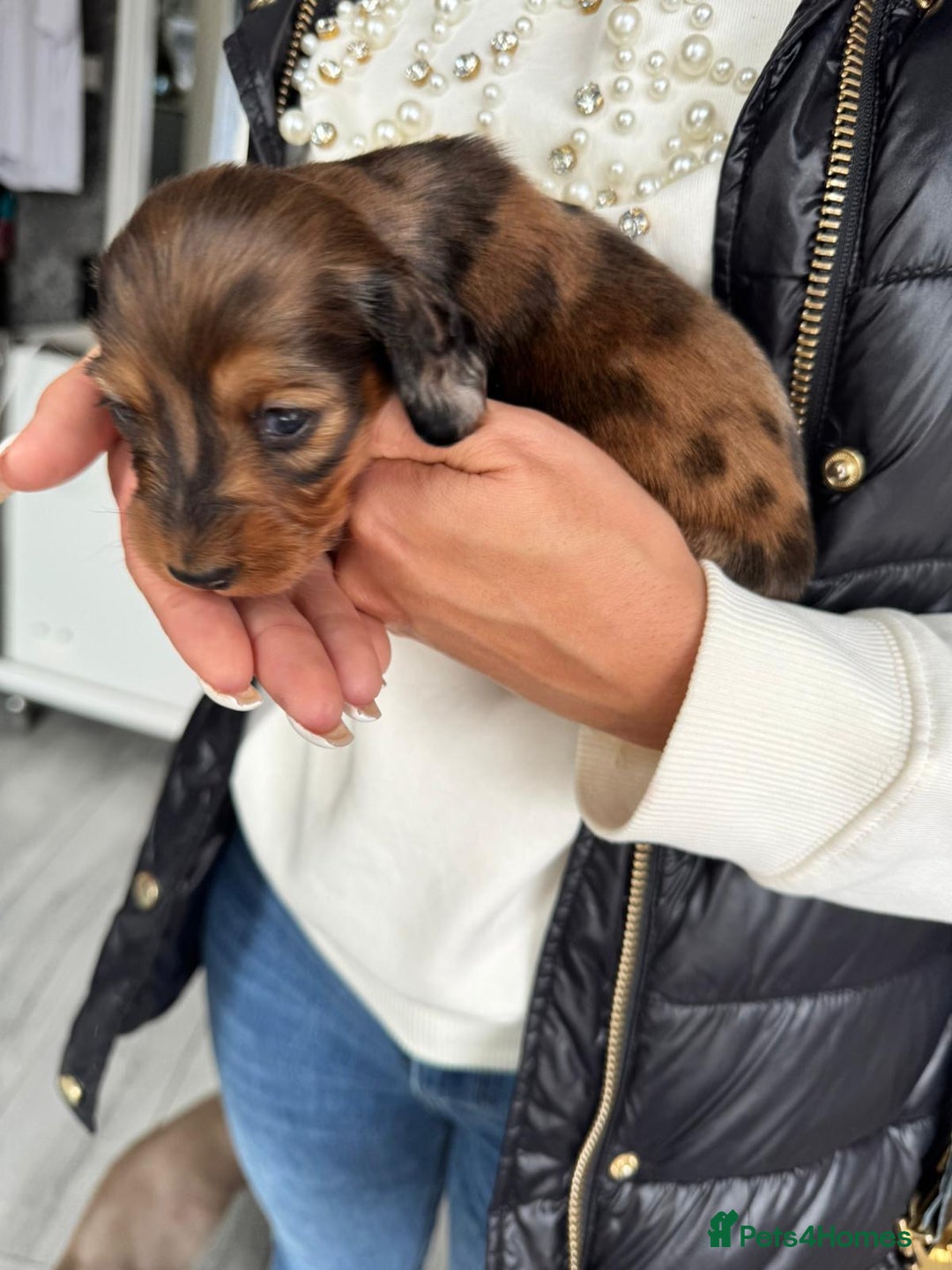 Miniature Dachshund dogs for sale: Miniature long-haired dachshunds - Image 10