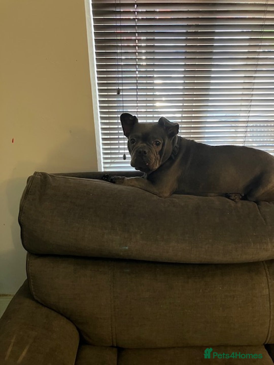 French Bulldog dogs for sale: Bell Female adult bulldog - Image 1