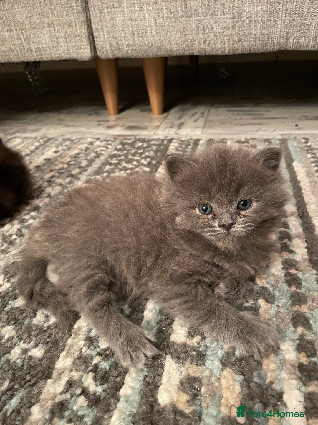 Ragdoll cats for sale: Beautiful Ragdoll kittens rare blue colour - Advert 8