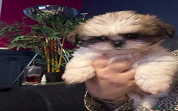 Mixed Breed dogs for sale: Shiranian boy puppies ready now  - Image 10
