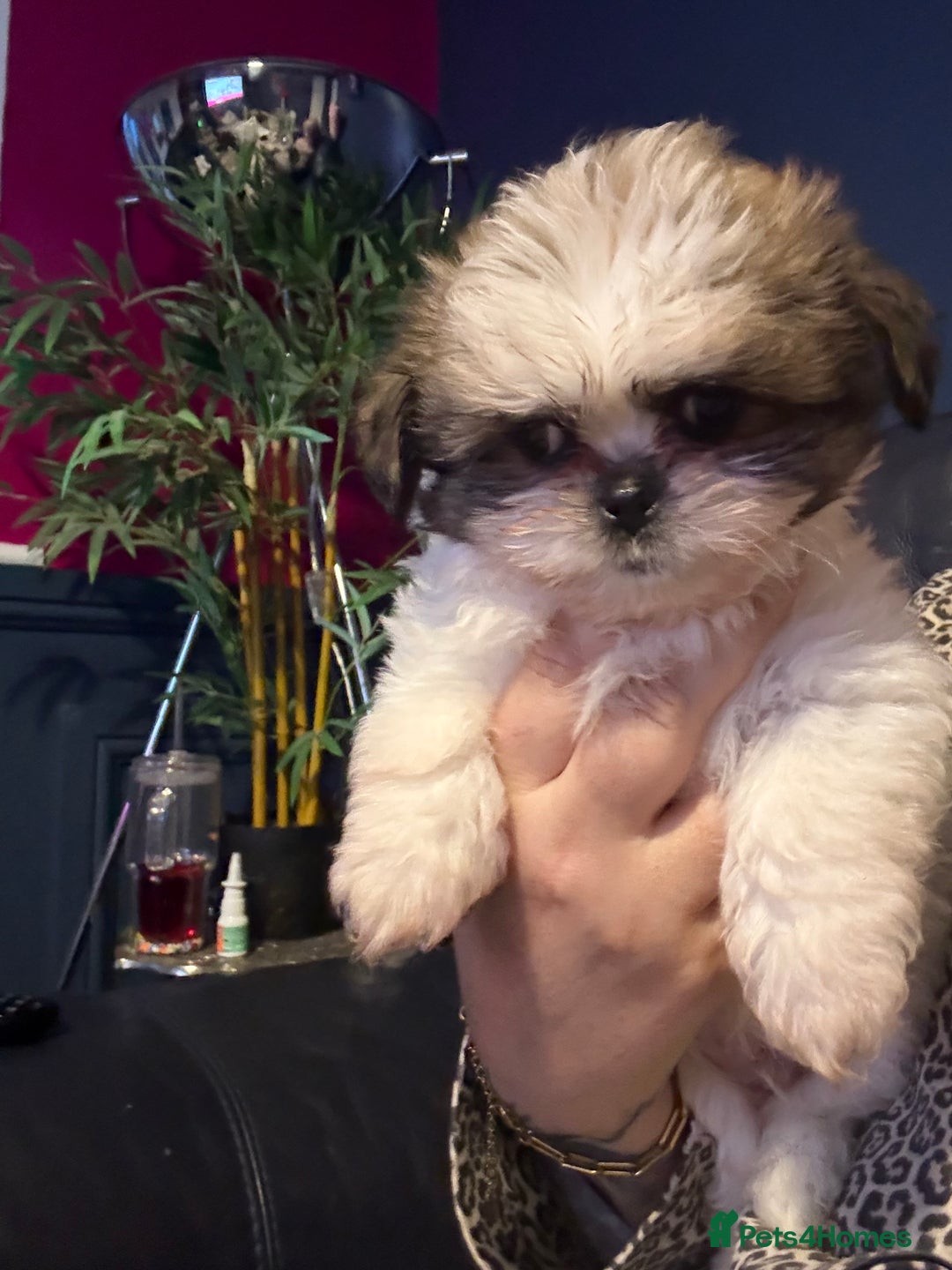 Mixed Breed dogs for sale: Shiranian boy puppies ready now  - Image 10