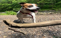 Staffordshire Bull Terrier dogs for stud: For stud FREE - Image 1