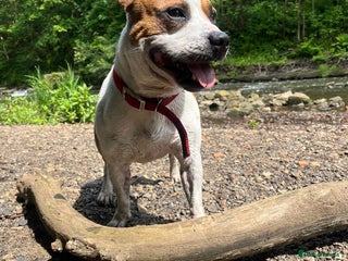 Staffordshire Bull Terrier dogs - Advert 15