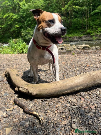 Staffordshire Bull Terrier dogs - Advert 1