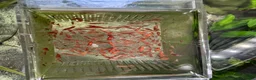 Shrimps fish for sale: Red cherry shrimp  - Advert 2