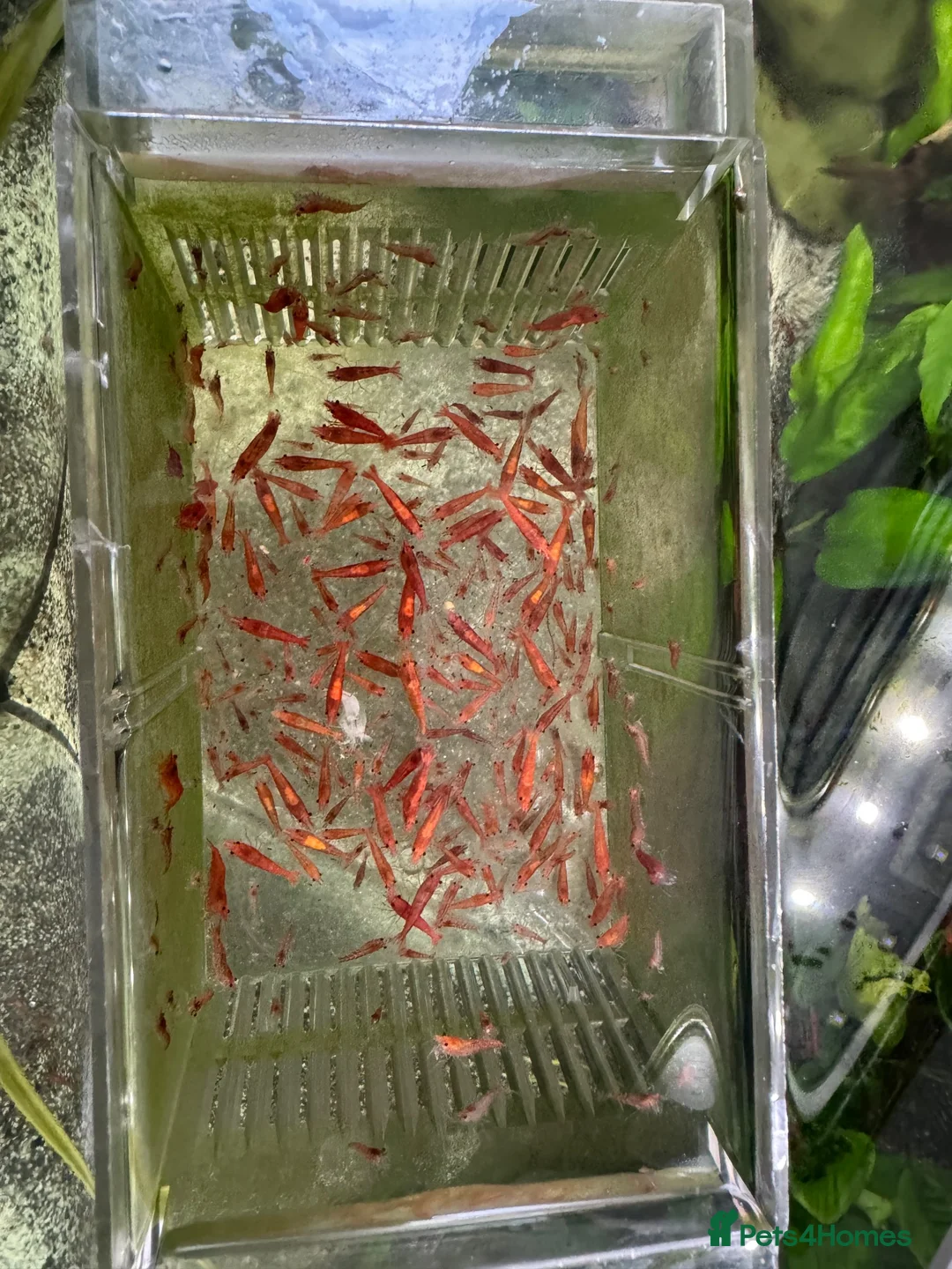 Shrimps fish for sale: Red cherry shrimp  - Advert 2