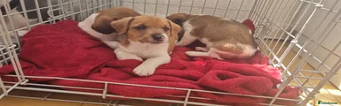 Jack Russell 1