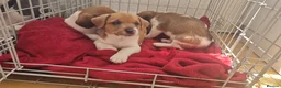 Jack Russell dogs for sale: Stunning Jack Russell puppies for sale - Advert 10