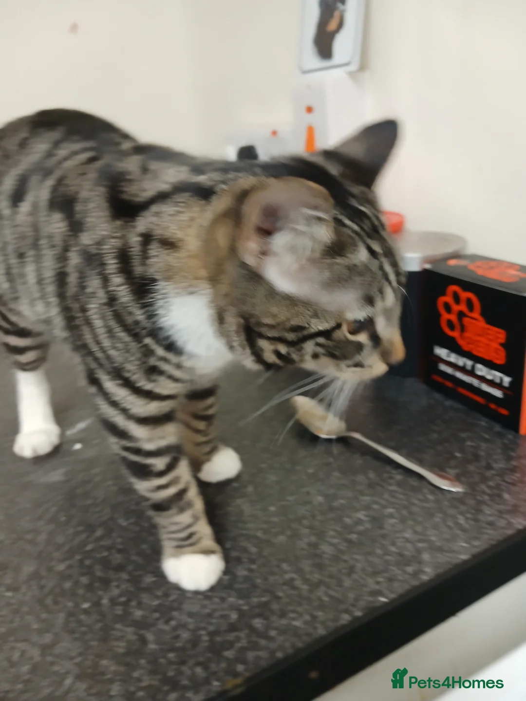 Mixed Breed cats for sale: Male  in Dunfermline - Advert 2