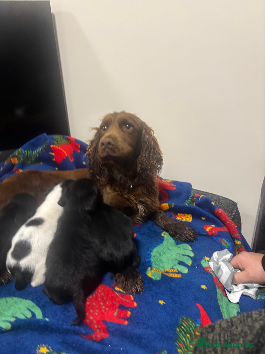 Mixed Breed dogs for sale: Cocker spaniel cross jack russel  - Advert 7