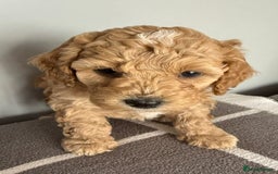 Cavapoo dogs for sale: 1 Female 4 Male - Image 8