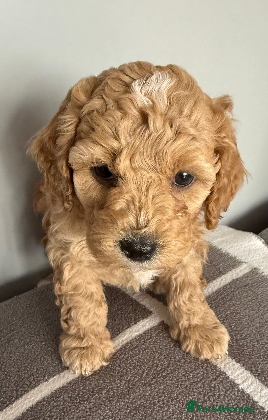 Cavapoo dogs for sale: 1 Female 4 Male - Image 8