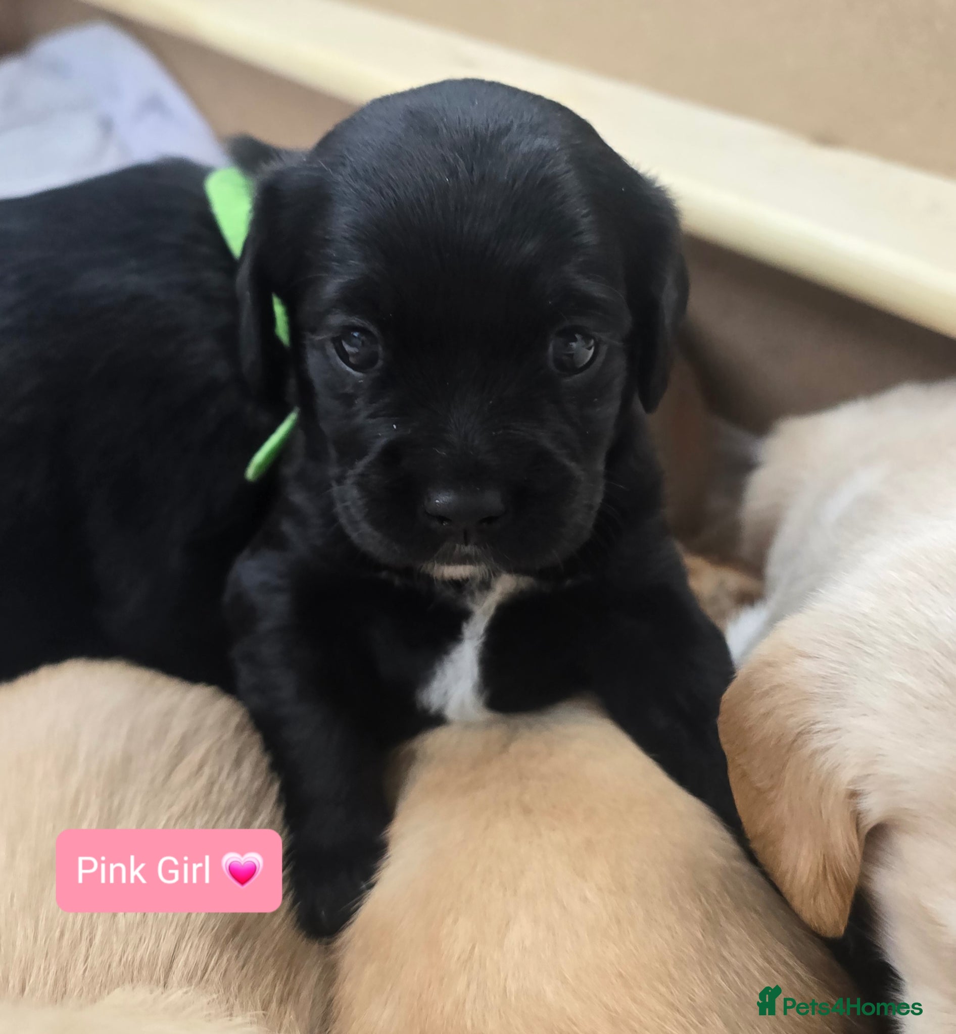 Mixed Breed dogs Beautiful F1 Cavadors. Rare breed!  - Advert 2