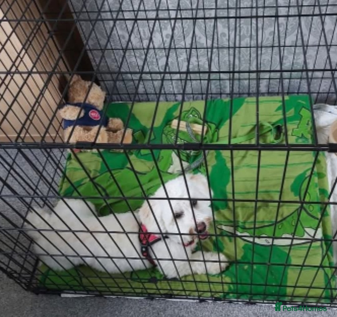 Bichon Frise dogs for sale: Teddy.. - Advert 2