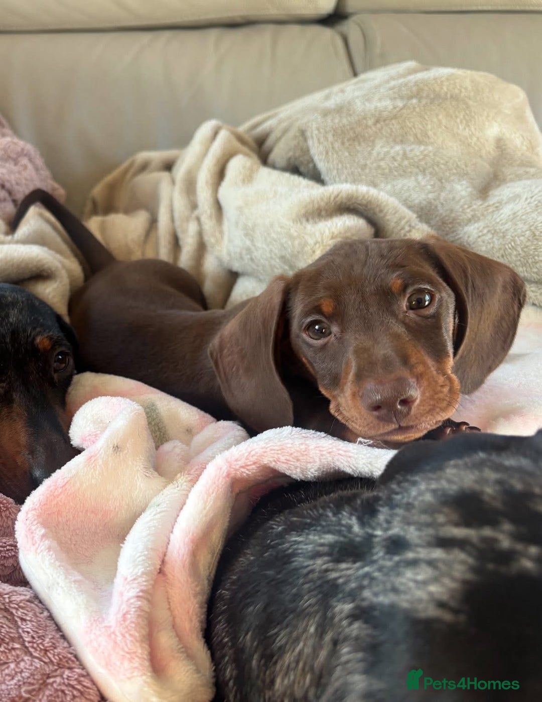 Miniature Dachshund dogs for sale: Beautiful little Chocolate boy 💙 - Advert 1