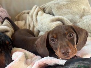 Miniature Dachshund dogs Beautiful little Chocolate boy 💙 - Advert 2