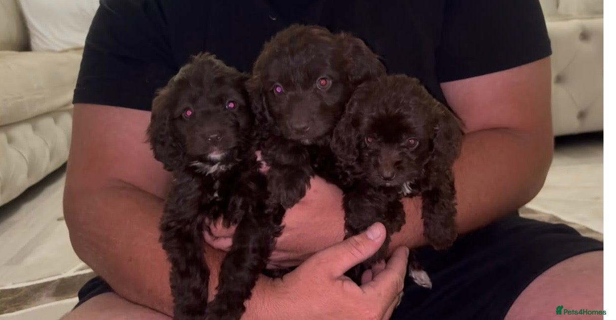 Cockapoo dogs F1 Cockopoo Puppys  - Advert 3