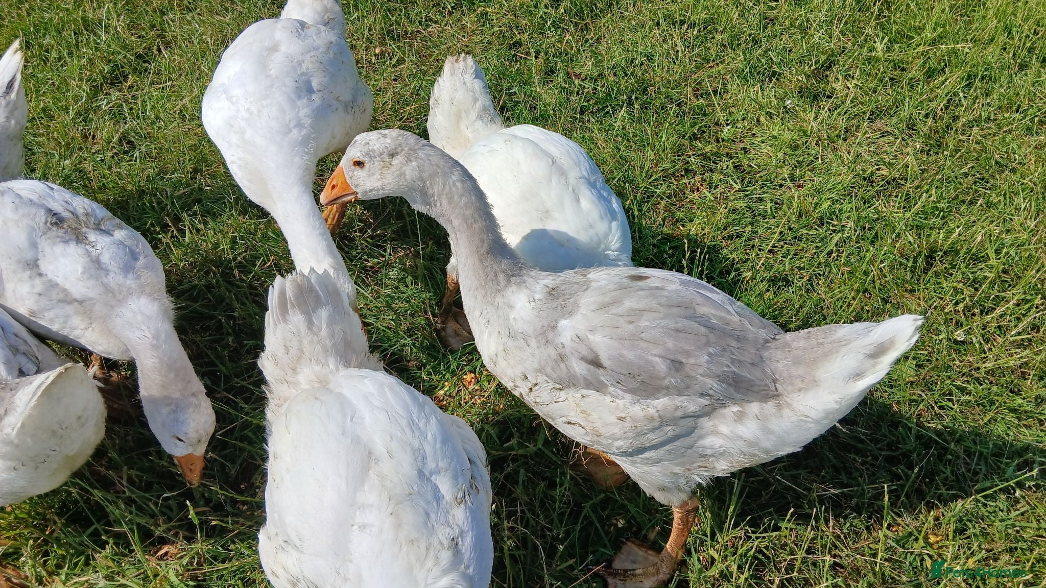 Geese poultry Stunning Lavender Goslings  - Advert 1