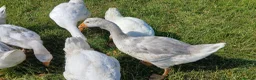 Geese poultry for sale: Stunning Lavender Goslings  - Advert 1