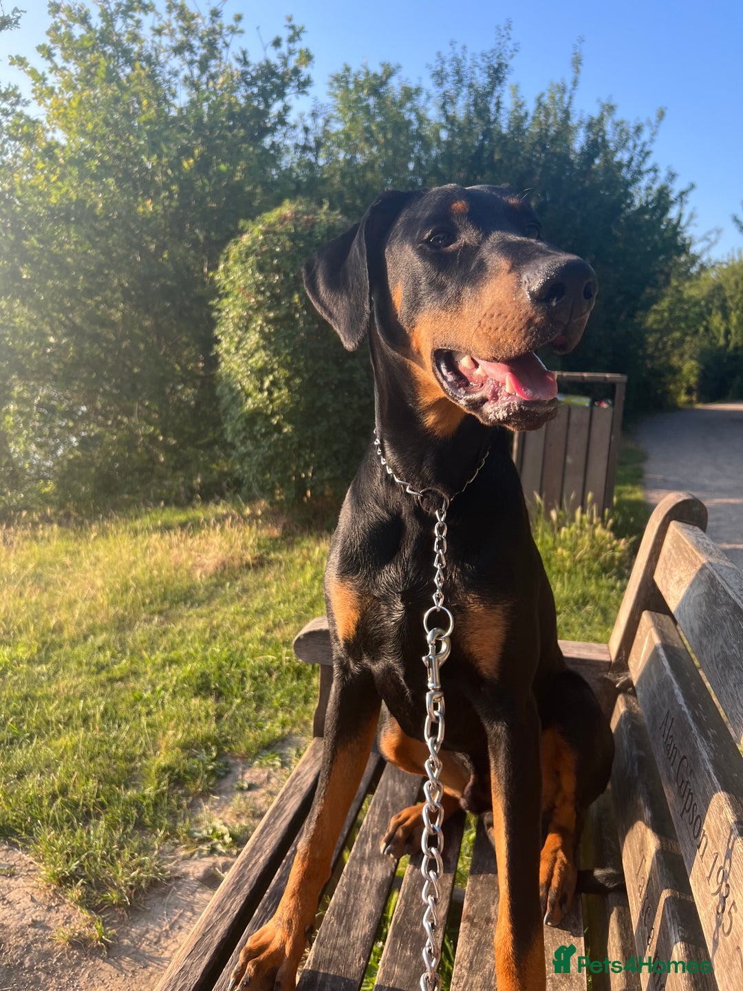 Dobermann dogs for sale: Lovely Boy Doberman - Image 2
