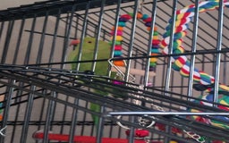 Ringnecks birds for sale:  Indian ringneck  - Image 3