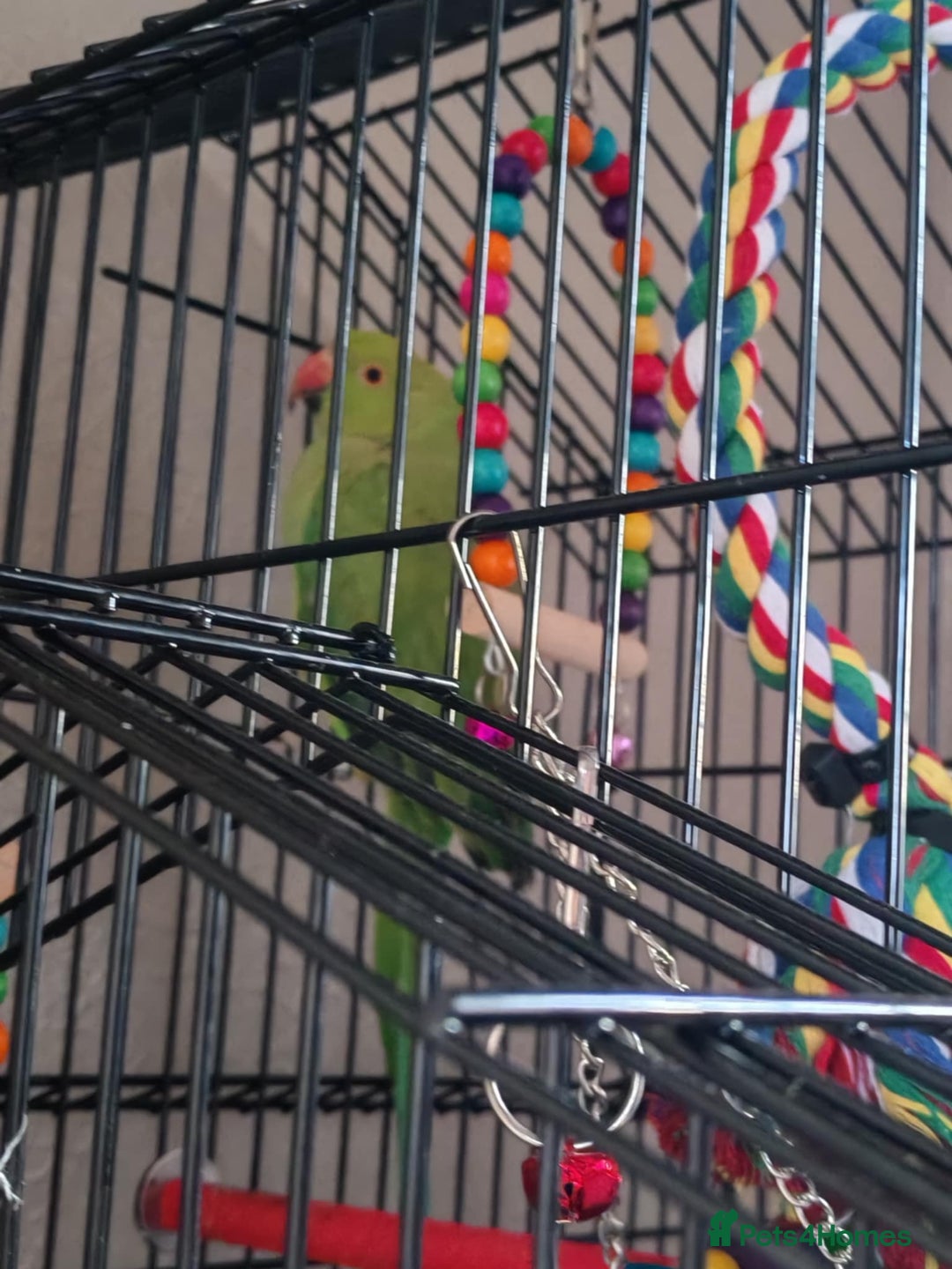 Ringnecks birds for sale:  Indian ringneck  - Image 3