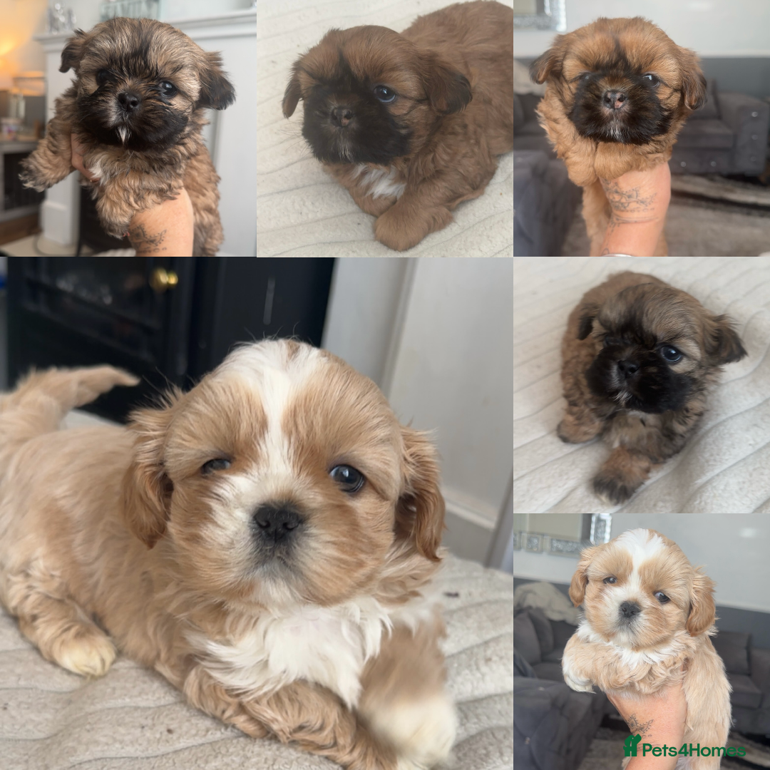 Shih Tzu dogs for sale: Stunning imperial shih tzu puppies  - Advert 1