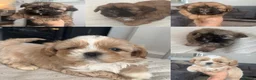Shih Tzu dogs for sale: Stunning imperial shih tzu puppies  - Advert 1