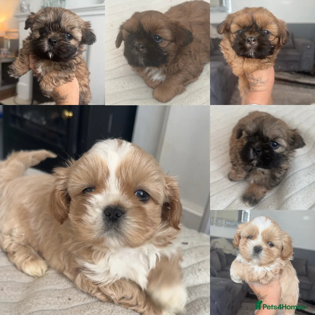 Shih Tzu dogs for sale: Stunning imperial shih tzu puppies  - Advert 1